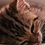 Thierry_TEMPLIER